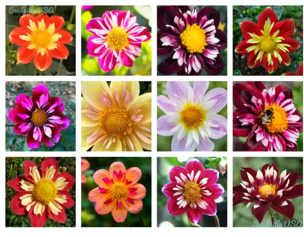 50 Mixed Collarette Dahlia Variabilis Two Tone Red Pink Yellow Flower Fresh Seed - £13.31 GBP