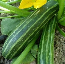 TB Cocozelle Zucchini Seeds 15+ Squash Vegetables Cooking Culinary  - £2.39 GBP