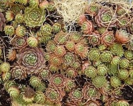 USA Seller 25 Mixed Hens &amp; Chicks Chickens Succulent Live Forever Sempervivum Fl - £11.13 GBP