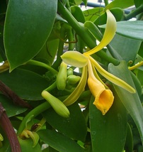 Vanilla Bean Orchid, Vanilla planifolia Live Plant - £23.31 GBP