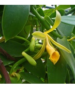Vanilla Bean Orchid, Vanilla planifolia Live Plant - £23.69 GBP