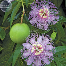 Passiflora Incarnata Maypop Passion Flower Seeds 30 Seeds Garden - $6.22