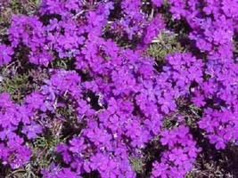 Te L Purple Moss Verbena Seeds 300+ Violet Annual Flower Ground Cover - £2.36 GBP