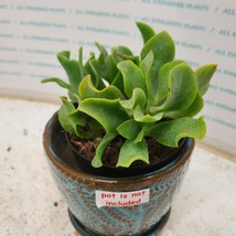 Succulent Beautiful Crassula Arborescens &quot;Ripple Jade&quot;  Cactus Cacti Plant - £28.73 GBP