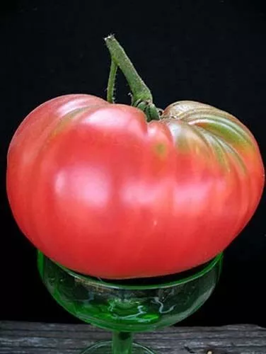 Fresh Seeds Tomato Brandywine Pink Lycopersicon Esculentum Great Vegetable 50 Se - £7.83 GBP