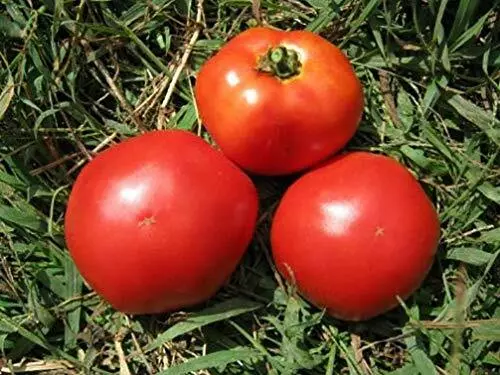 Tomato Marglobe Great Heirloom Vegetable 800 Seeds Garden Fresh USA Shipping - $16.77