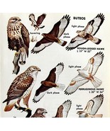 Buteo Hawk Varieties And Types 1966 Color Bird Art Print Nature #1 ADBN1Q - $19.99