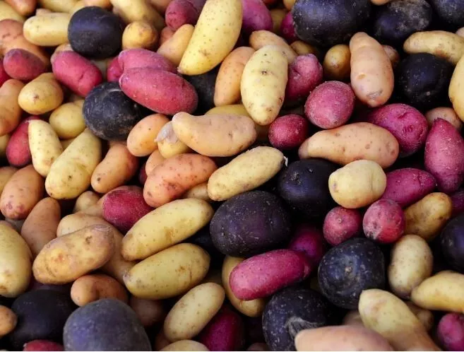Potato Lover&#39;s Mix - 2 lb pounds - Certified Non-GMO Seed Potatoes for S... - $37.99