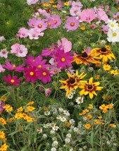 USA Non GMO 500 Seeds Wildflower Mix Cottage Garden Heirloom Garden Flower Seeds - £7.19 GBP