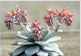 20 seeds ECHEVERIA Laui Succulents Garden Plants - $30.00