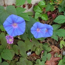 Rare Chinese Morning Glory Seeds (5) - IPOMOEA Chinensis, Vibrant Floral Display - £5.19 GBP