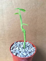 4&quot; Euphorbia Mauritanica Rare Exotic Pencil Milkbush Cactus Plant Succulent - £15.84 GBP