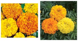 200+ Marigold Flower Seeds Cracker Jack Mix Orange Yellow Annual - £15.17 GBP