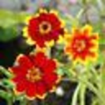 200 Seeds! Zinnia Chippendale Daisy Petite Flowers Gardening Pollinators Non-GMO - £9.43 GBP