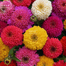 Zinnia Candy Mixed Seeds 50 Scabiosa Type Flowers Long Blooming Cut Flowers Gard - $9.97