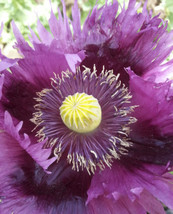 500 Seeds Poppy Jimis Purple Haze Breadseed Poppies Purple Pods &amp; Seeds Organic - £8.99 GBP