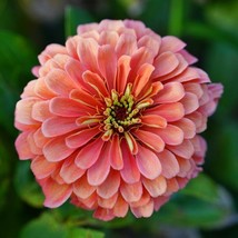 Coral Zinnia Seeds 100 Elegans Cut Flower   Butterflies Bees - $4.11