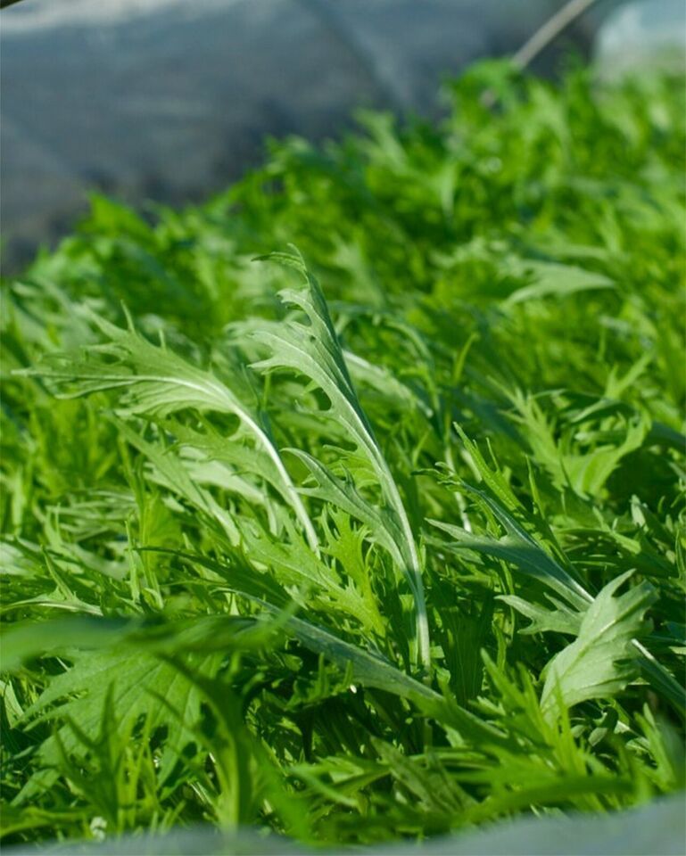 Seed- Mizuna Green Mustard Asian Greens Vegetable -Healthy Eating - $3.39+