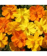 BRN 350 Sulphur Cosmos Seeds Dwarf Gold Flower Klondike Cosmos Mix Brigh... - $13.62