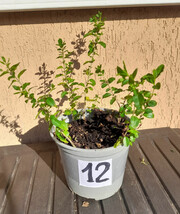 10 piante piantine ligustro gigante sempreverde ligustrum in vaso numera... - $8.32