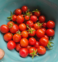 SML Bonsai Cherry Tomato Seeds 30 Organic Florida Grown Bulk Seeds - $12.69