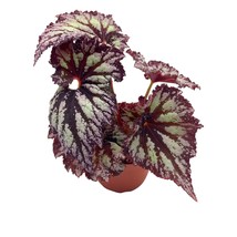 Harmony&#39;s Starburst Begonia Rex, 4 inch, Very Rare Homegrown Exclusive Unique Va - £10.46 GBP