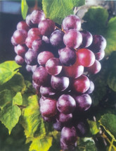 Black Noble Muscadine Grape 1 Gal. Vine Pla plant plant plant (For Sprin... - $69.71