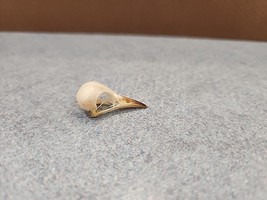 NK92 Plain Prinia (Prina Inornata) Bird Skull Taxidermy - £19.54 GBP