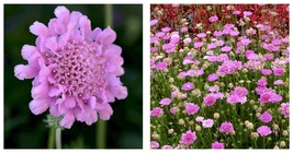 Live Plant - Flutter Rose Pink Scabiosa - Long Blooming - Quart Pot - $46.99