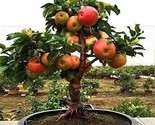 Dwarf Bonsai Apple Tree 20 Seeds Grow Exotic Indoor Fruit Bonsai - $5.99
