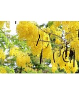 Fresh Cassia Fistula Canafistula Purging Cassia Golden Rain Tree 10 Seed... - $32.92 CAD
