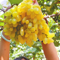 100 pcs Golden Green Sweet Grape Organic Seeds FRESH SEEDS - $10.99