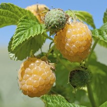 3pc Fall Gold Raspberry 4 to 6 Inch &quot;Rubus Idaeus&quot; Live Starter Plant - £28.76 GBP