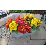 25+ Calceolaria Dainty Mix Flower Seeds Slipper Flower Pockecket Book Plant - $9.94