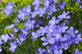 FG 100 Blue Flax (Prairie Flax, Lewis Blue Flax) Linum Perenne Lewisii Flower Se - £5.33 GBP
