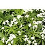 200 Seeds Sweet Woodruff White Galium odoratum Ground Cover Flowers - $13.30