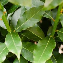 1 Laurus Nobilis Bay Leaf Tree Bay Laurel Sweet Bay Small Starter Plant - £25.51 GBP