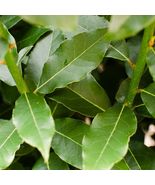 1 Laurus Nobilis Bay Leaf Tree Bay Laurel Sweet Bay Small Starter Plant - £25.47 GBP