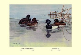 New Zealand Scaup and Tufted Ducks by Allan Brooks - Art Print - £17.63 GBP+
