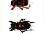 Vtg Postcard 1924-6 British Museum Natural History Exotic Orthoptera UNP... - $19.75