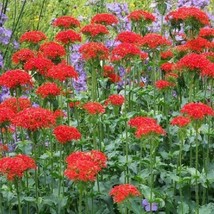 Maltese Cross Unique Pollinator Attractor Perennial Summer Cut Flowers 1... - £7.20 GBP