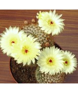 MBK 100 Seeds Dandelion Plants Wild Organic Fast Ship - $2,167.91 MXN