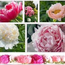 New 10 Peony Seeds Mix Paeonia Suffruticosa Tree Bush Flower Fresh Garden USA Se - $10.50