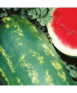 10 Starbrite Watermelon Seeds Fresh USA Shipping - $15.30