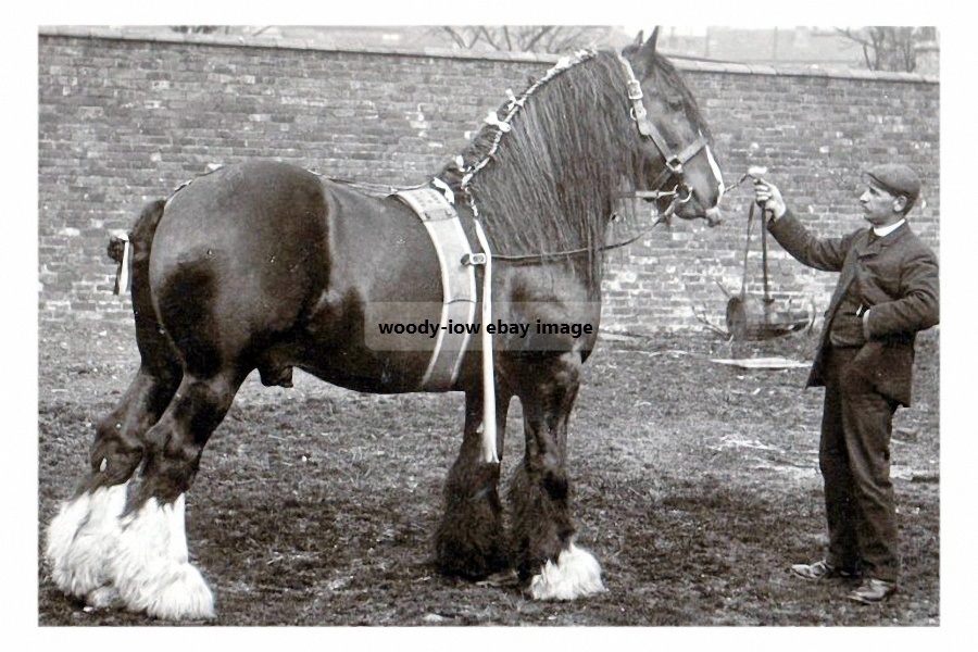 rp15081 - Stallion Shire Horse - Markeaton Loyal Harold - print 6x4 - $2.95