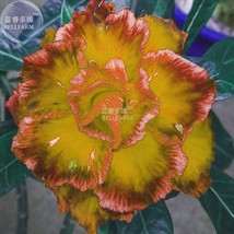 BELLFARM Adenium Golden Petals with Light Pink Edge Flower Seed, 2 seeds, profes - £3.25 GBP
