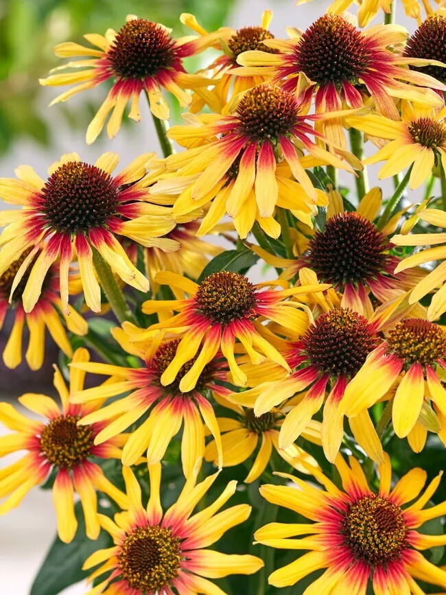 Sunseeker Coneflower Daisy Seeds for Garden Planting - USA   200+ Seeds - $5.98