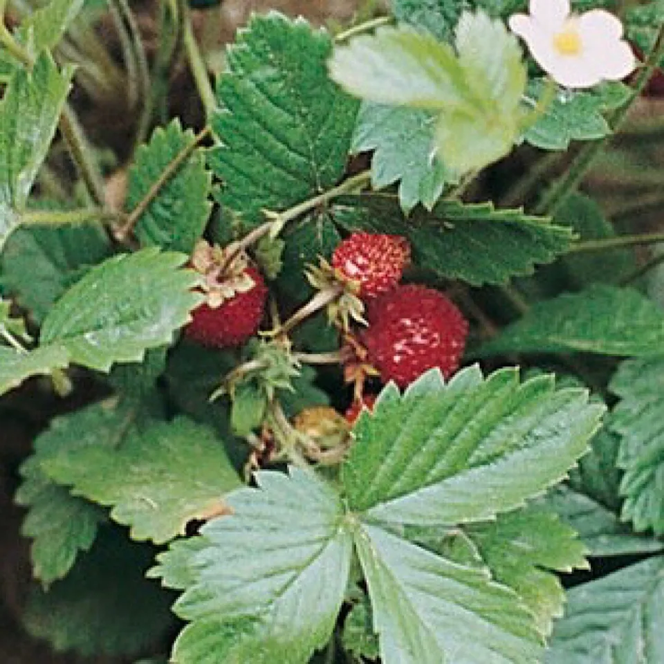 Strawberry Alexandria Great Heirloom Fruit Vegetable 50 Seeds  - £7.47 GBP