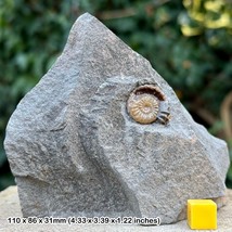 Promicroceras Calcite Ammonite Fossil Jurassic Coast Charmouth UK COA - $20.84