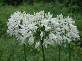 25 Agapanthus White Lily Of The Nile Flower Seeds Perennial From US  - $8.35